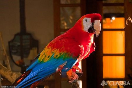 Guacamaya  $4260  (con anillo de identificación incluido)